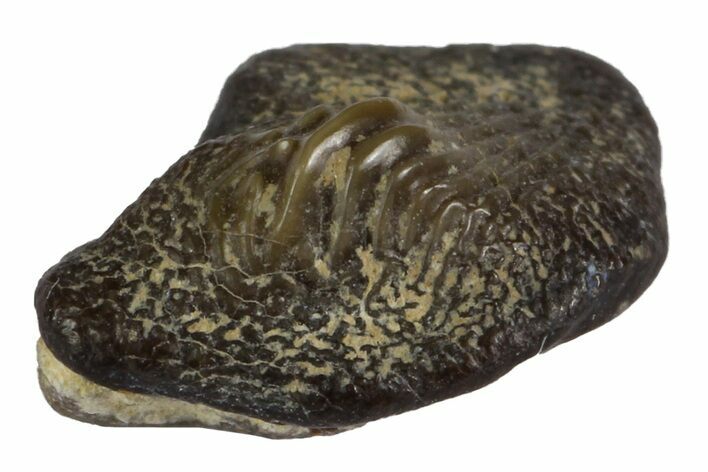 Fossil Crusher Shark (Ptychodus) Tooth - Kansas #152313